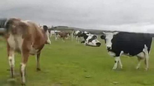 牛牛国产视频,探寻本土影视的魅力与风采